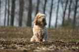 PTIT BASSET GRIFFON V.  053